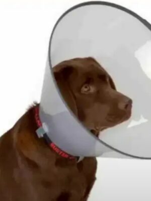 Collar isabelino click protect 20cm (1u) rimvet