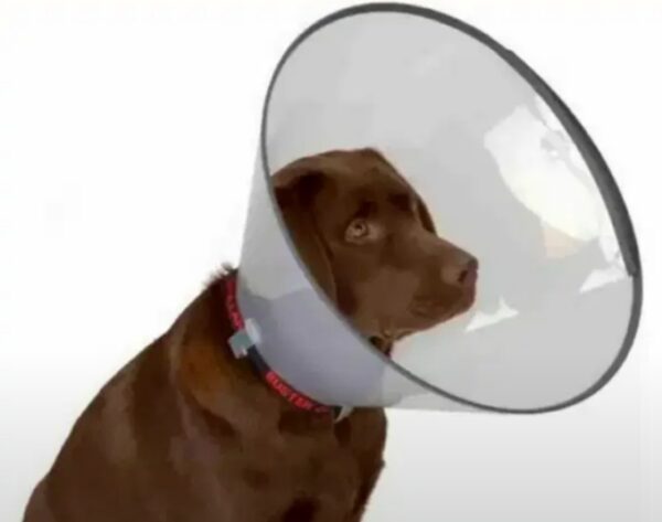 Collar isabelino click protect 20cm (1u) rimvet