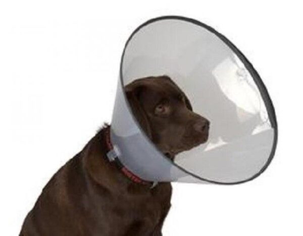 Collar isabelino click protect 30cm (1u) rimvet