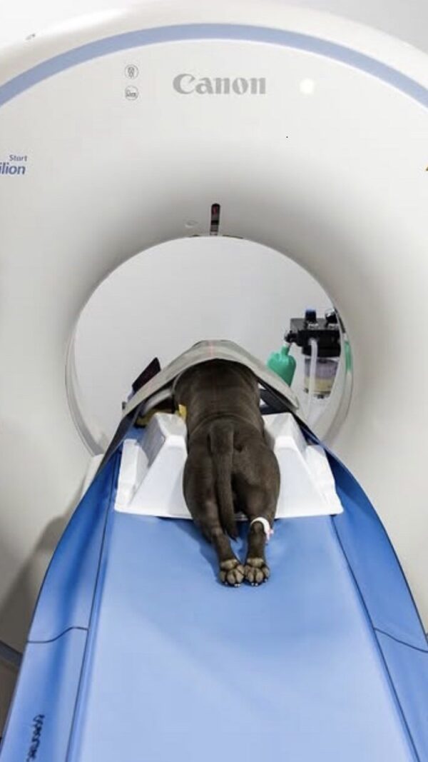 Juego de posicionadores para rx y cirugía redmark - Imagen 2